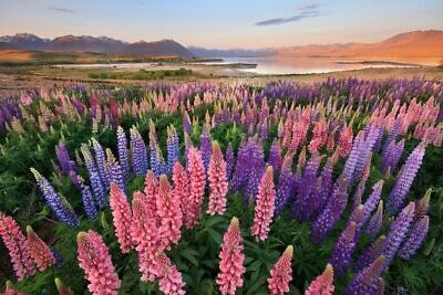 Lupins at Lake Tekapo