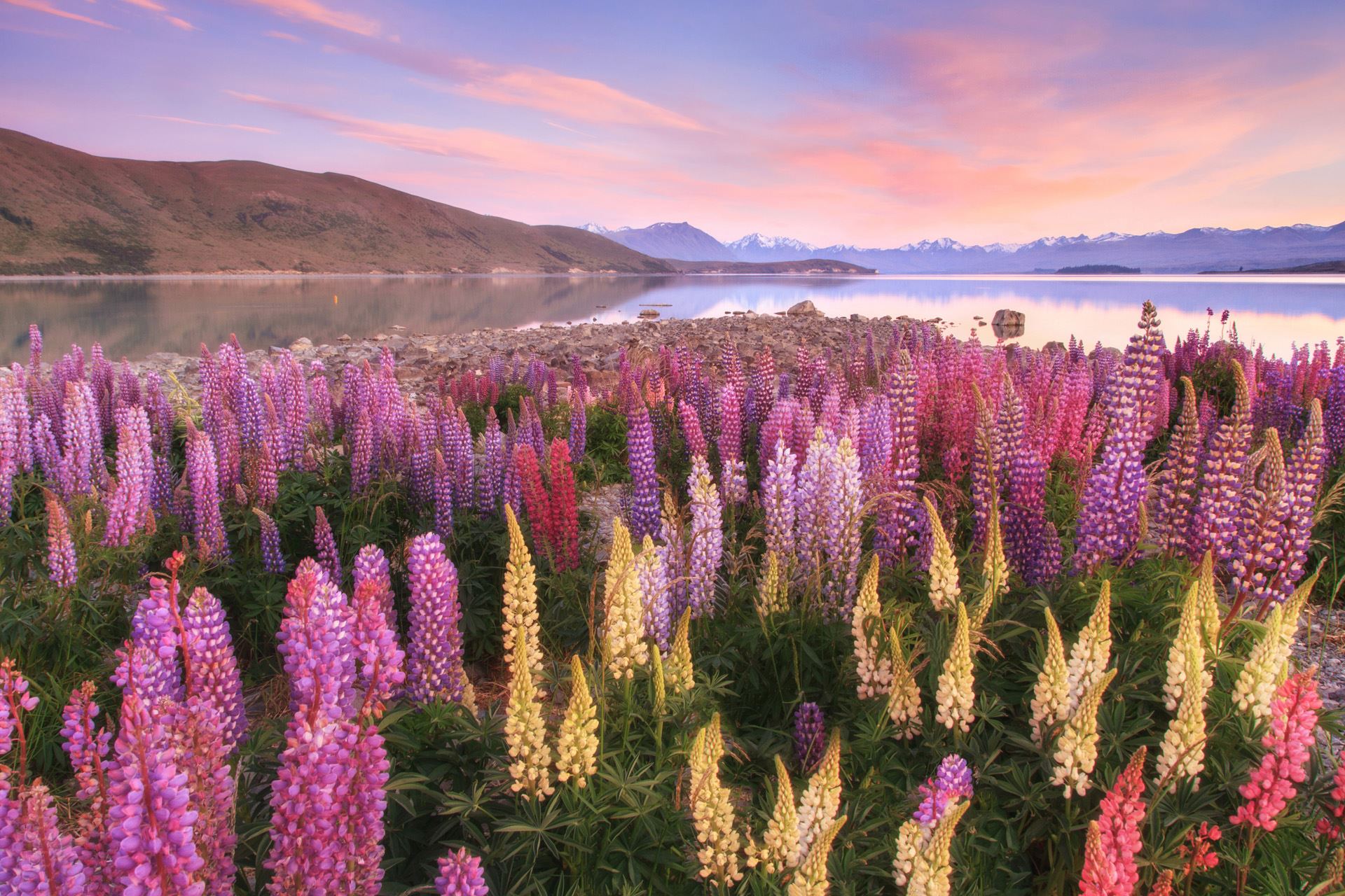 Lupins at Lake Tekapo
