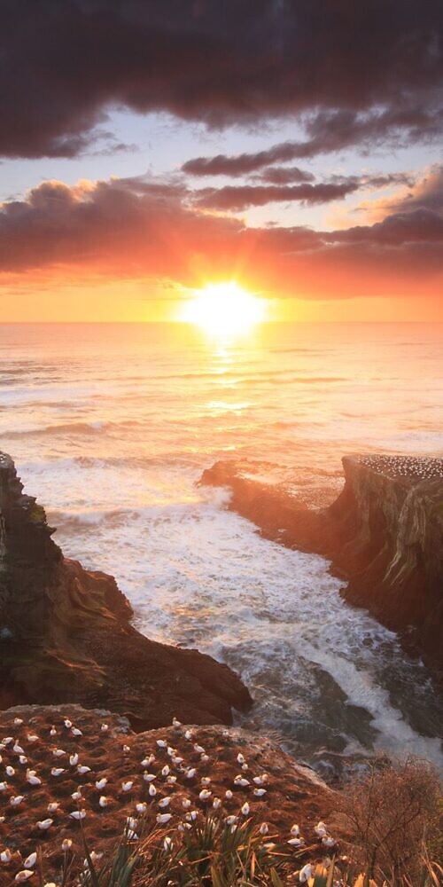 Muriwai gannet colony sunset