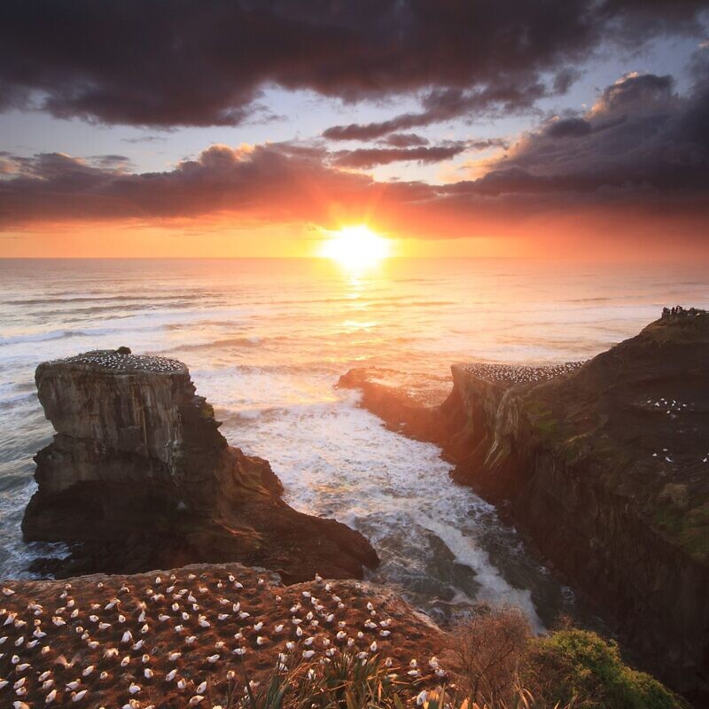 Muriwai gannet colony sunset