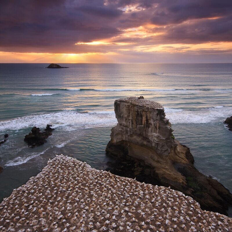 Muriwai gannet colony