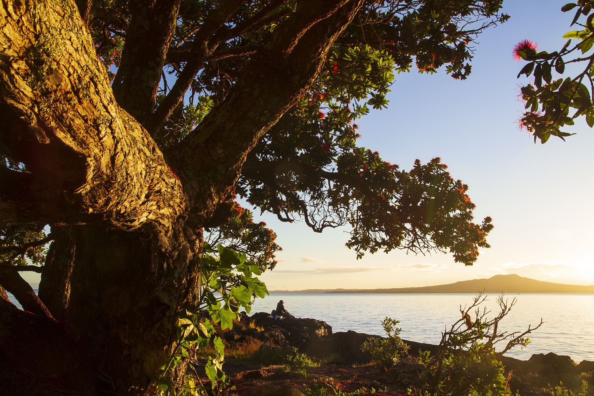 Rangitoto Pohutukawas