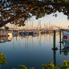 Auckland Harbour Bridge from Westhaven Marina