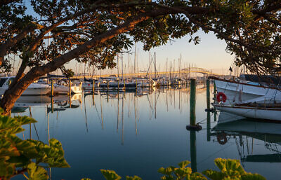 Auckland Harbour Bridge from Westhaven Marina