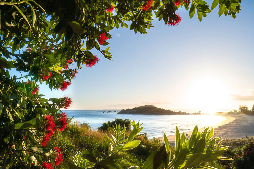 Mt Maunganui Pohutukawas